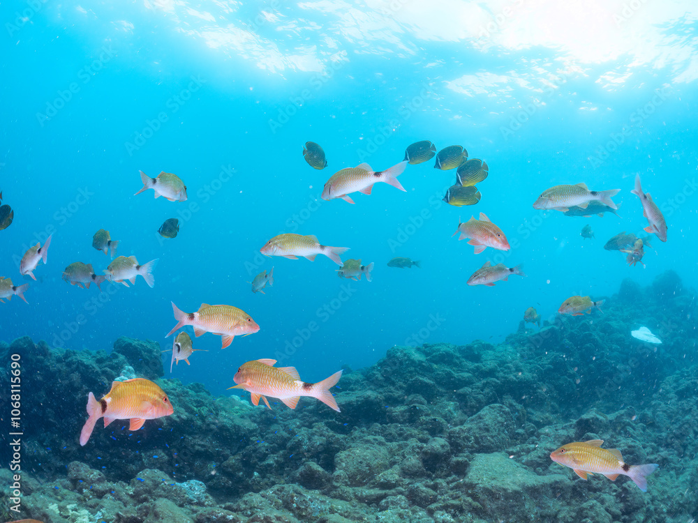 Naklejka premium 美しいメジナ（イスズミ科）、ホウライヒメジ（ヒメジ科）、チョウチョウウオ（チョウチョウウオ科）他の群れ。 英名学名：Largescale Blackfish (Girella punctata), Whitesaddle goatfish (Parupeneus ciliatus), Oriental ButterflyFish (Chaetodon aurites) 中木ヒリゾ浜2024年 