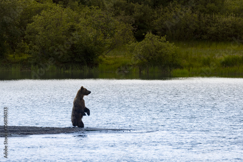 Obraz na płótnie Wild coastal brown bear in Katmai National Park. w salonie