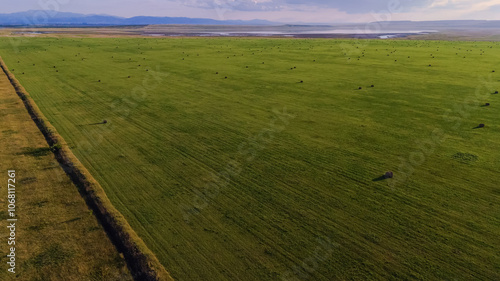 hay rolls in a green field with lush grass at sunset