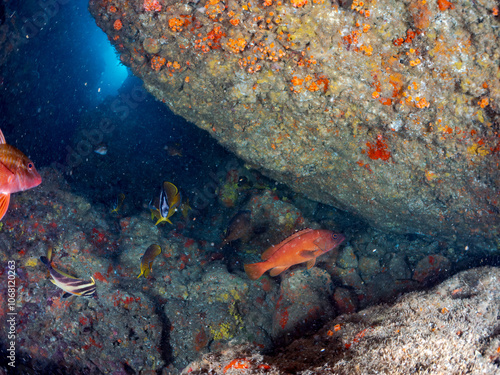 アカハタ,ハコフグ,ホウライヒメジ,チョウチョウウオ,ミナミハタンポ
英名学名：Blacktip Grouper, Epinephelus fasciatus
Oriental ButterflyFish, Chaetodon aurites
Boxfish, Ostracion immaculatus
Whitesaddle goatfish, Parupeneus ciliatus
2024 photo