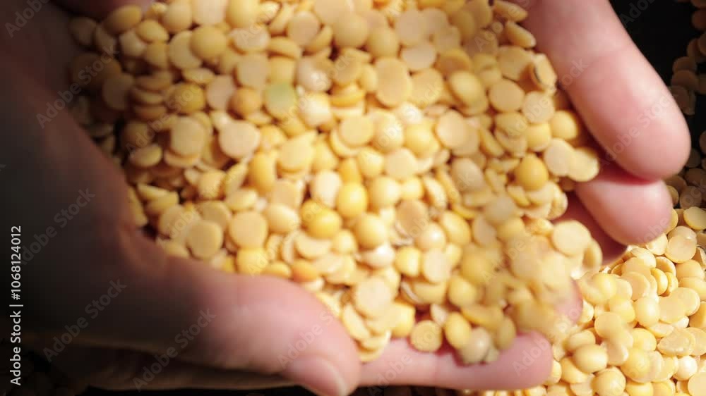 Hand holding slices soybeans Hand holding slices soybeans