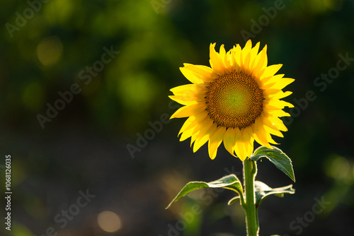 Sunflowers bask in the evening light.