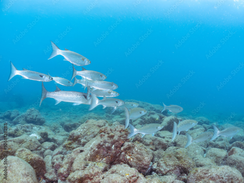 Fototapeta premium 水面近くを泳ぐ美しいボラ（ボラ科）の群れ。スキンダイバーも泳いでいる。 英名学名：Flathead Gray Mullet (Mugil cephalus) 南伊豆町中木ヒリゾ浜2024年 