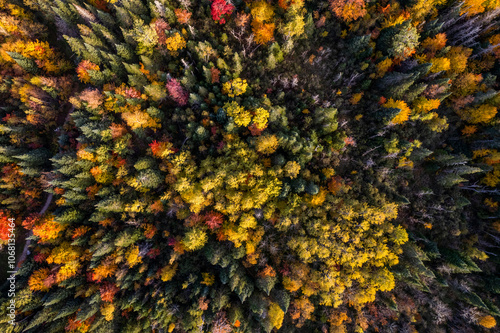 Fall trees change colors from above.