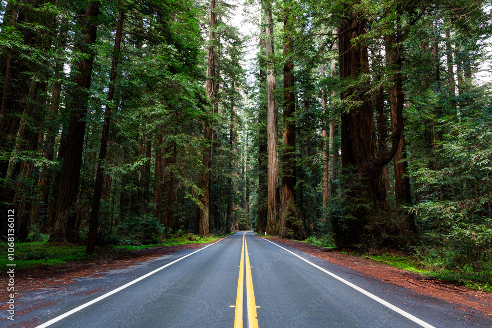 Obraz premium Forest road lined with tall trees.