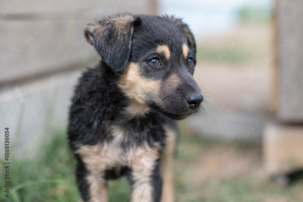 Portrait of a beautiful homeless puppy. Portrait of a beautiful homeless puppy.