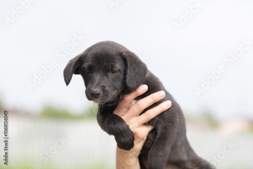 Portrait of a beautiful homeless puppy.