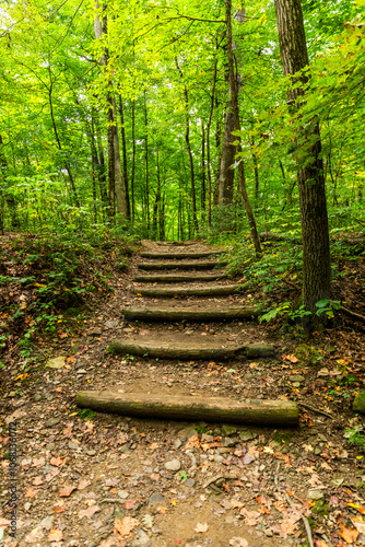 Wooden steps along a forest walking path.