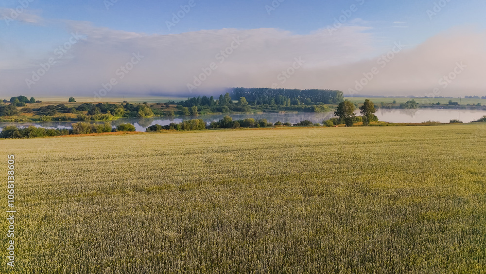 Dawn over a wheat field in the fog