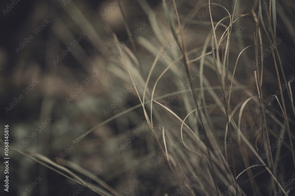 Obraz premium Autumn atmospheric natural abstract background, blur dry herbs in the forest, selected focus.