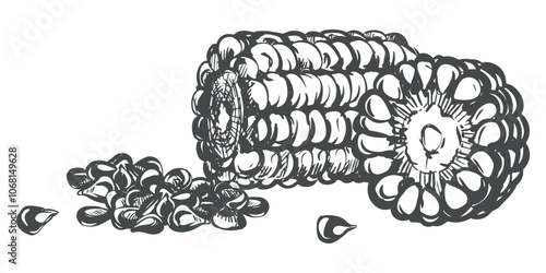 Vector composition of corn cobs and kernels. Line sketch of maize lying on the table. Old drawing in retro engraving style. Hand drawn realistic ink sketch. Line drawing of popcorn.