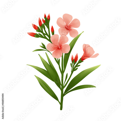 delicate oleander flower illustration