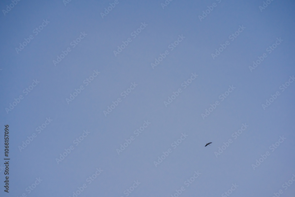 nature and landscape concept with bird and twilight sky background on the morning nature and landscape concept with bird and twilight sky background on the morning