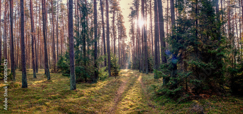 Fototapeta Naklejka Na Ścianę i Meble -  Jesień w lesie na Mazurach.