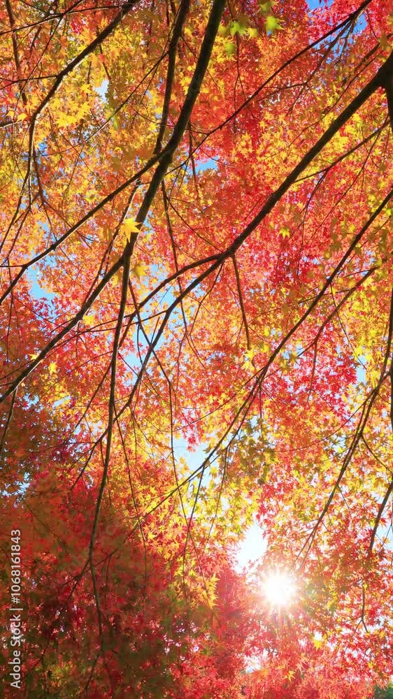 vertical video of red maple leaves and sunlight vertical video of red maple leaves and sunlight