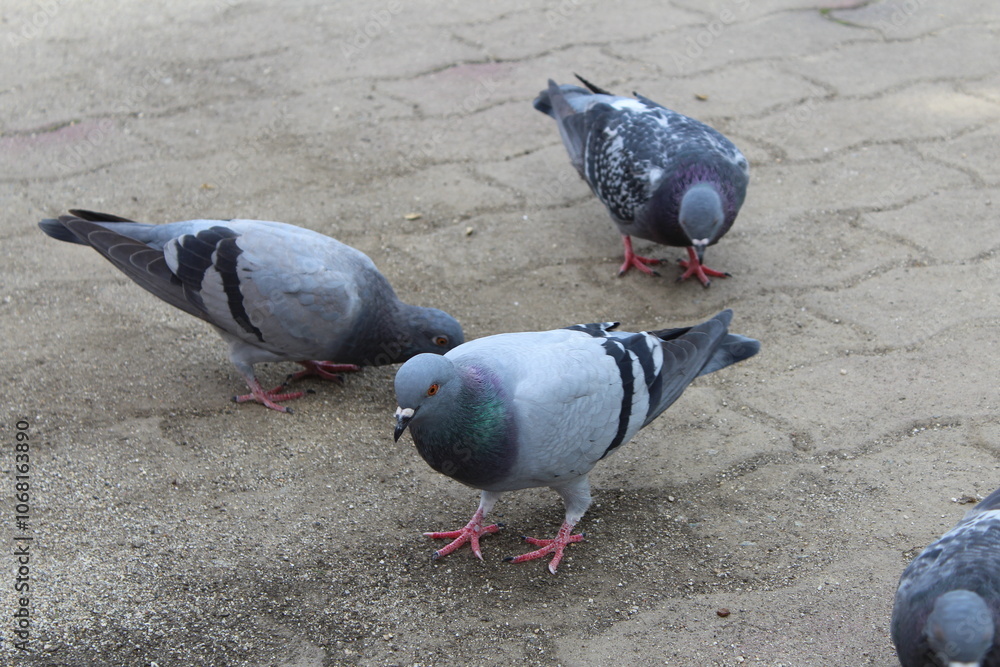 Fototapeta premium pigeons in the city