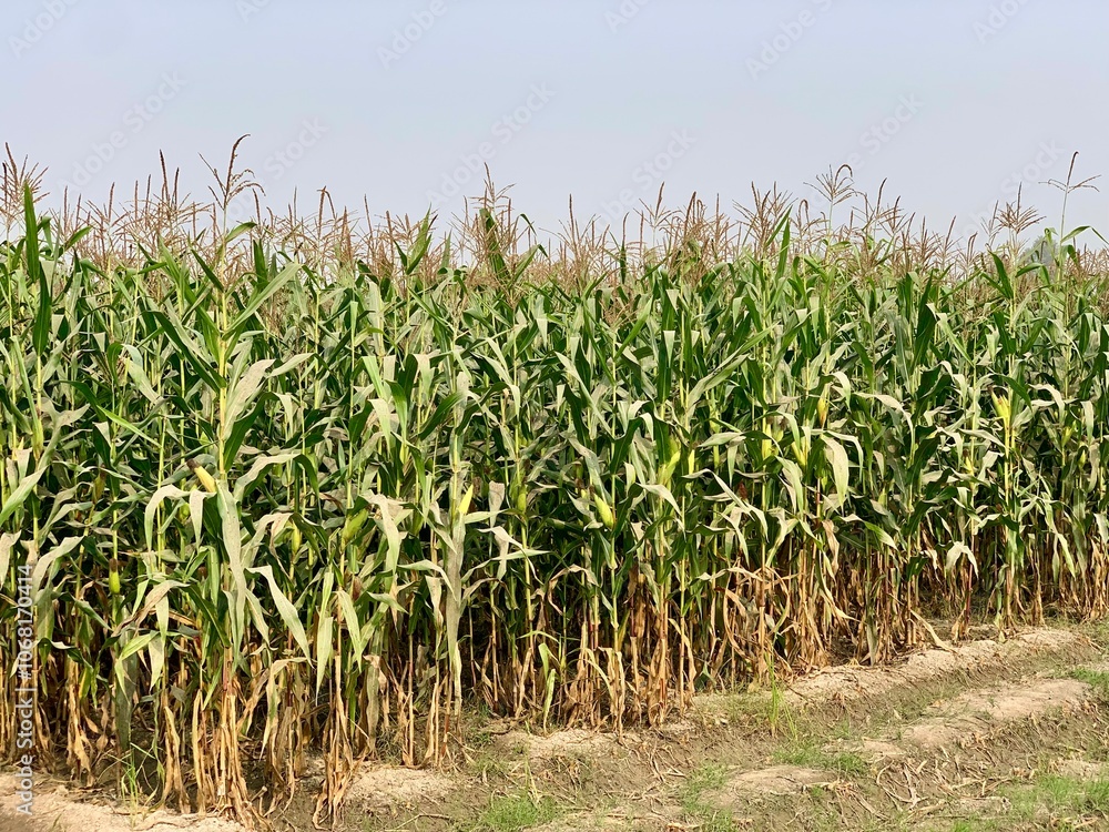 Fototapeta premium Corn Plant. Close up on ears of corn and corns stalks. A ripening head of corn on the stem among the green leaves in the field. Harvesting.Healthy corn plants. Green leaves in vast countrysid field.