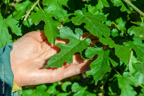 mulberry leaf in nature in a woman's hand. young carved silkworm leaves photo