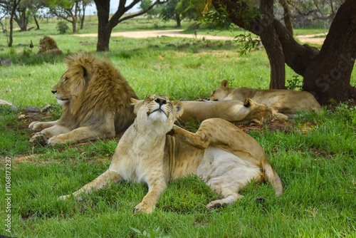 Life in the Pride