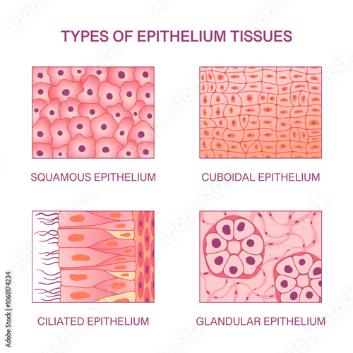 Types of Epithelium Tissues. Squamous, Cuboidal, Ciliated, and Glandular Epithelium. Vector Science Medical Simple Illustration
