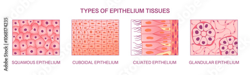 Types of epithelium tissues. Realistic vector scientific medical illustration of squamous epithelium, cuboidal epithelium, ciliated and glandular epithelium 