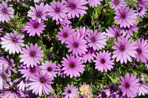 pink flowers