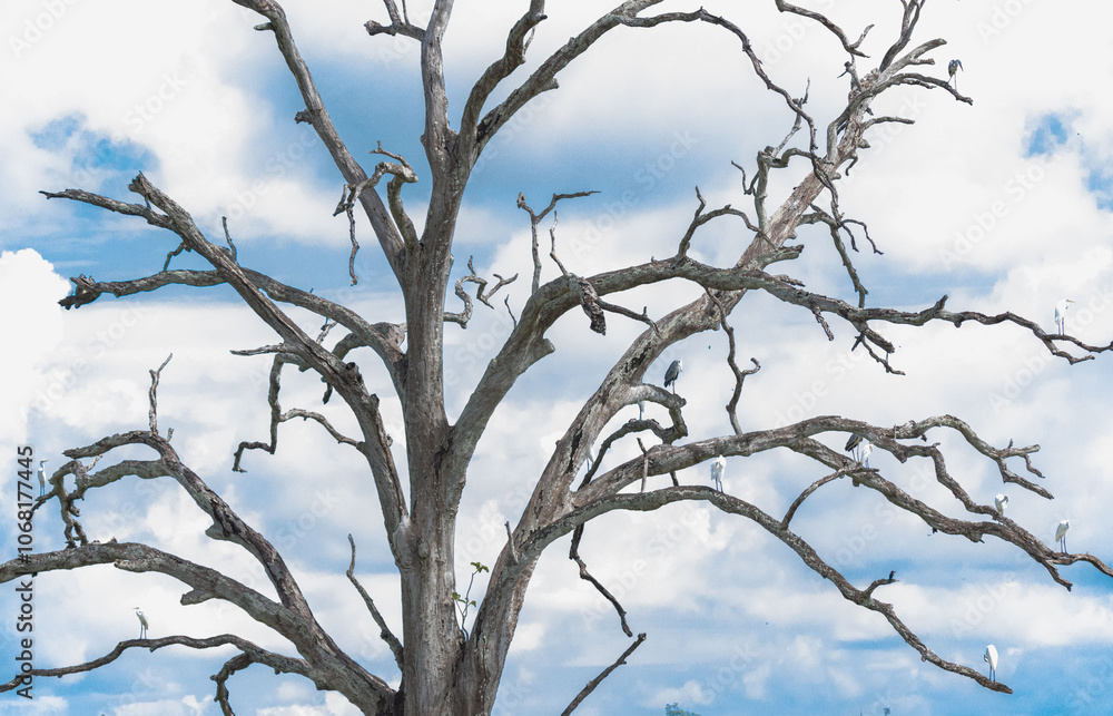 tree branches against blue sky, birds tree in sanctuary tree branches against blue sky, birds tree in sanctuary