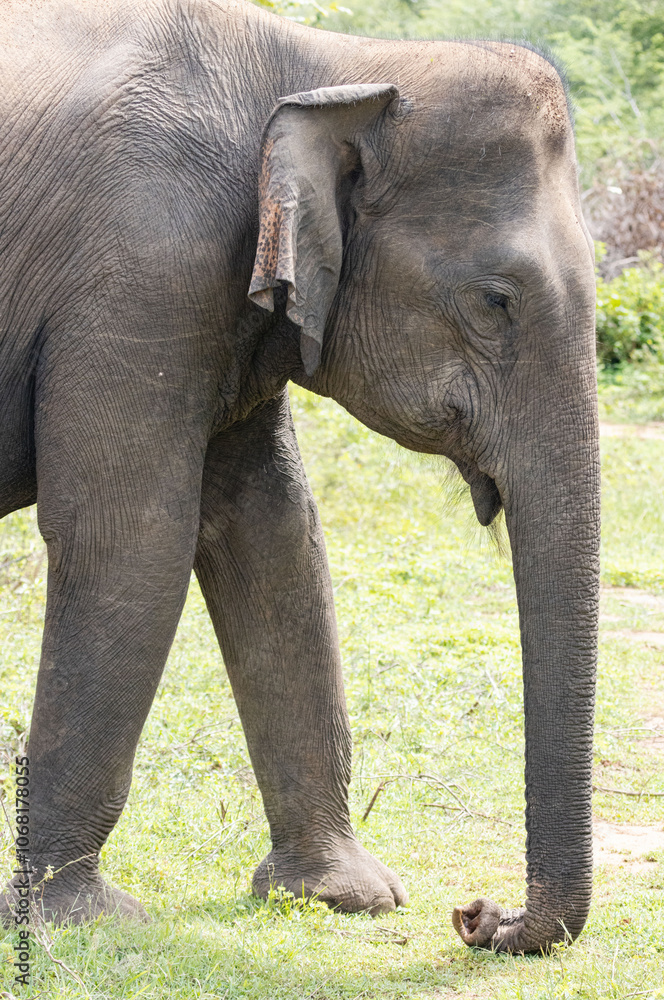 Fototapeta premium wild elephant in sanctuary , Asian elephant