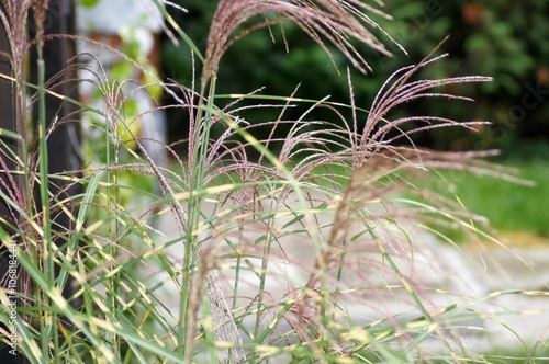 Close-up of zebra grass seeds showcasing detailed textures and patterns