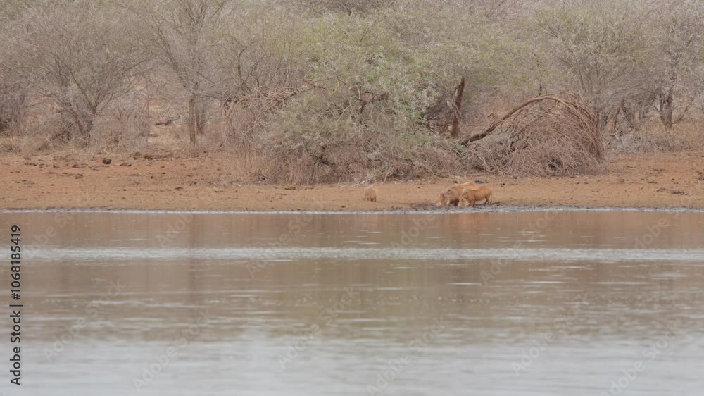 Empty serene muddy river water as animals hide below surface from sandy banks out of sight from predators Empty serene muddy river water as animals hide below surface from sandy banks out of sight from predators