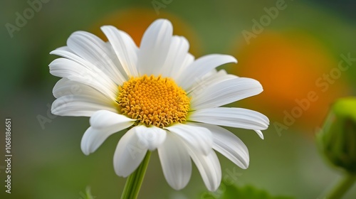 A close-up of a daisy flower showcasing its delicate petals and vibrant center.