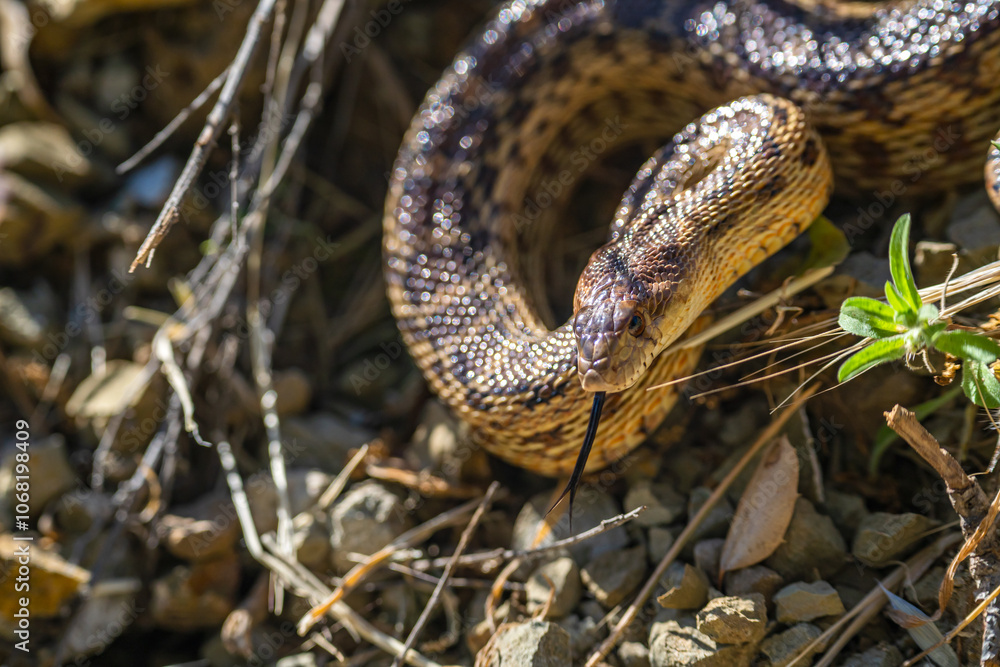 Naklejka premium Close-up of Pacific gopher snake (Pituophis catenifer catenifer) in the forest. 