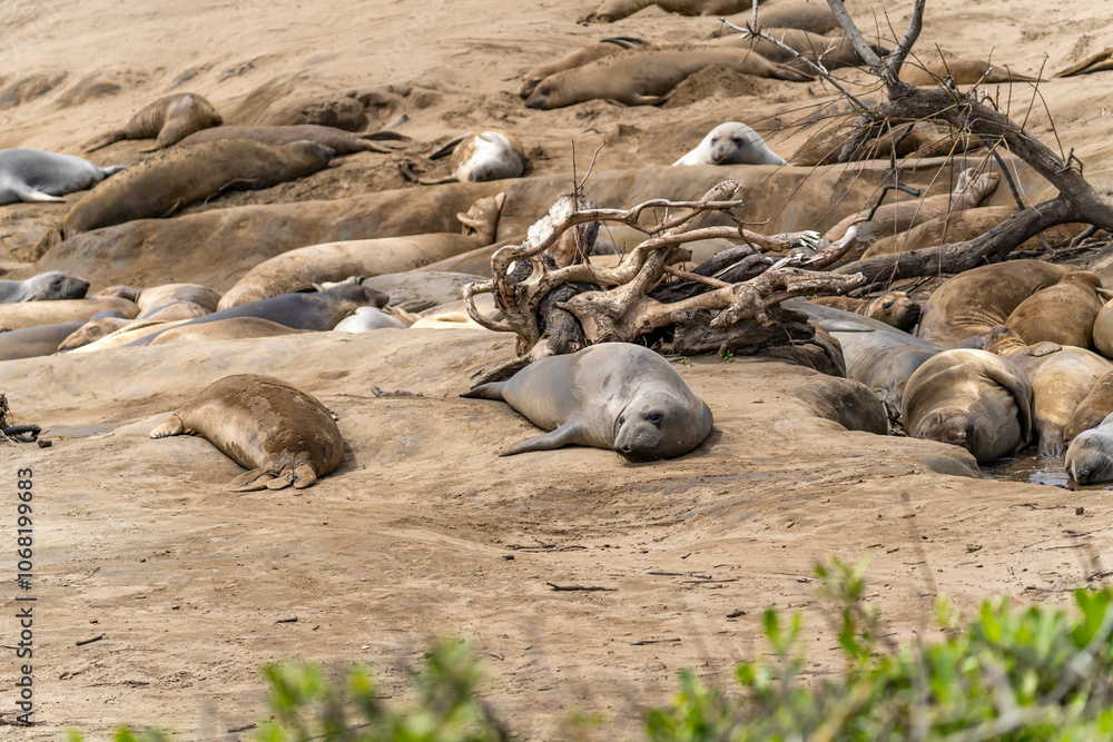 Obraz premium Elephant seals resting on the beach, Año Nuevo State Park, California 