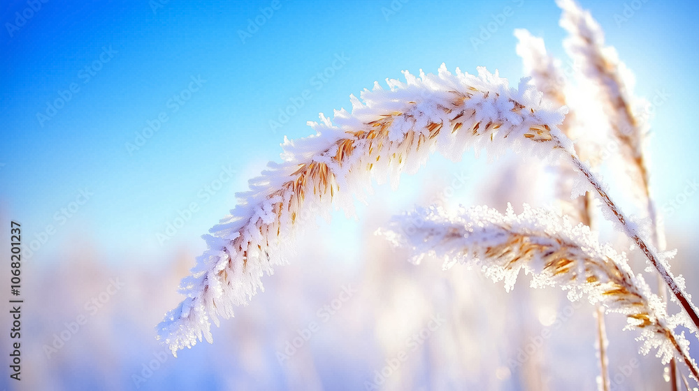 Fototapeta premium Delicate frosted grass glimmers under the sunlight, showcasing winter's chill and beauty on a clear morning