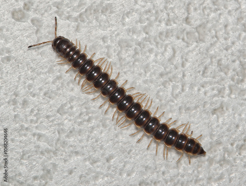 Greenhouse millipede crawling Oxidus gracilis nature insect pest control.