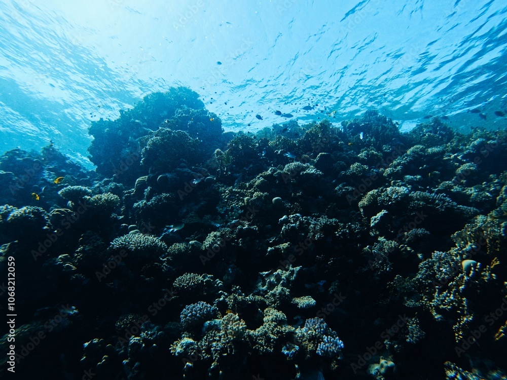 Fototapeta premium coral reef 