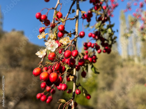 The fertile season of natural cranberry fruit is harvest time and maturity photo