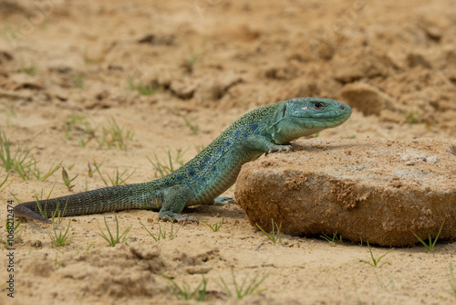 An beautiful adult male green lizard (lacerta bilineata) in the mountains in France. photo