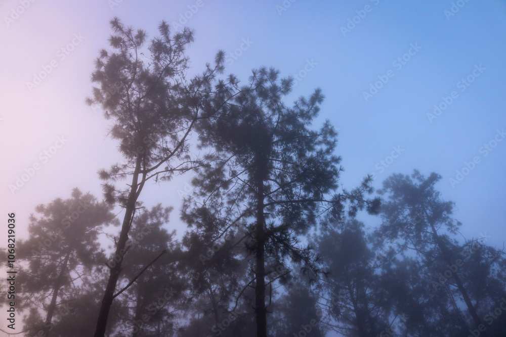 trees and sky trees and sky