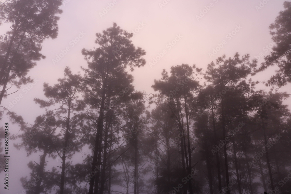 sunrise in the forest sunrise in the forest
