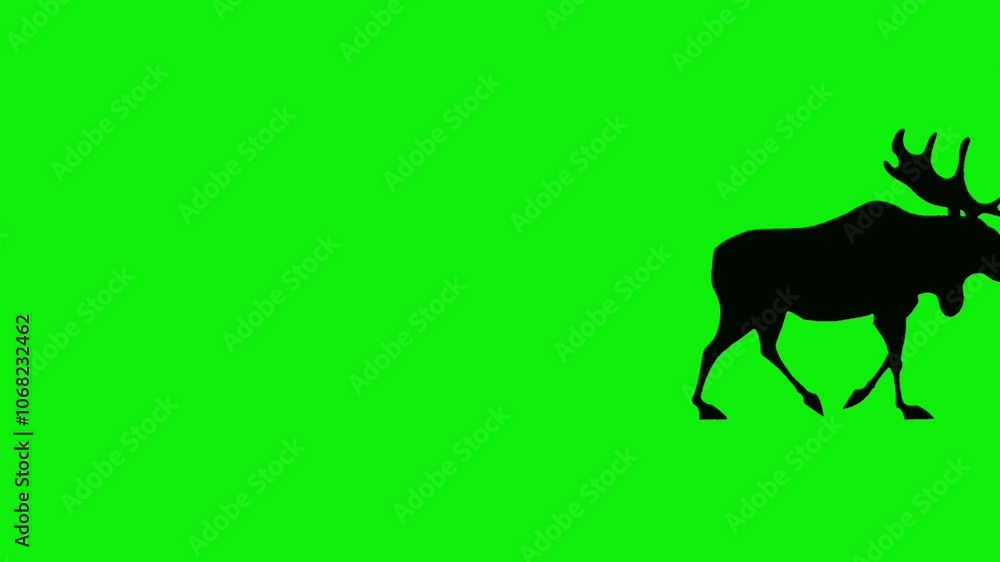 Side view of black and white moose silhouette animation walking on green screen. Concept of animals, wldlife, winter, cartoon and christmas. Side view of black and white moose silhouette animation walking on green screen. Concept of animals, wldlife, winter, cartoon and christmas.