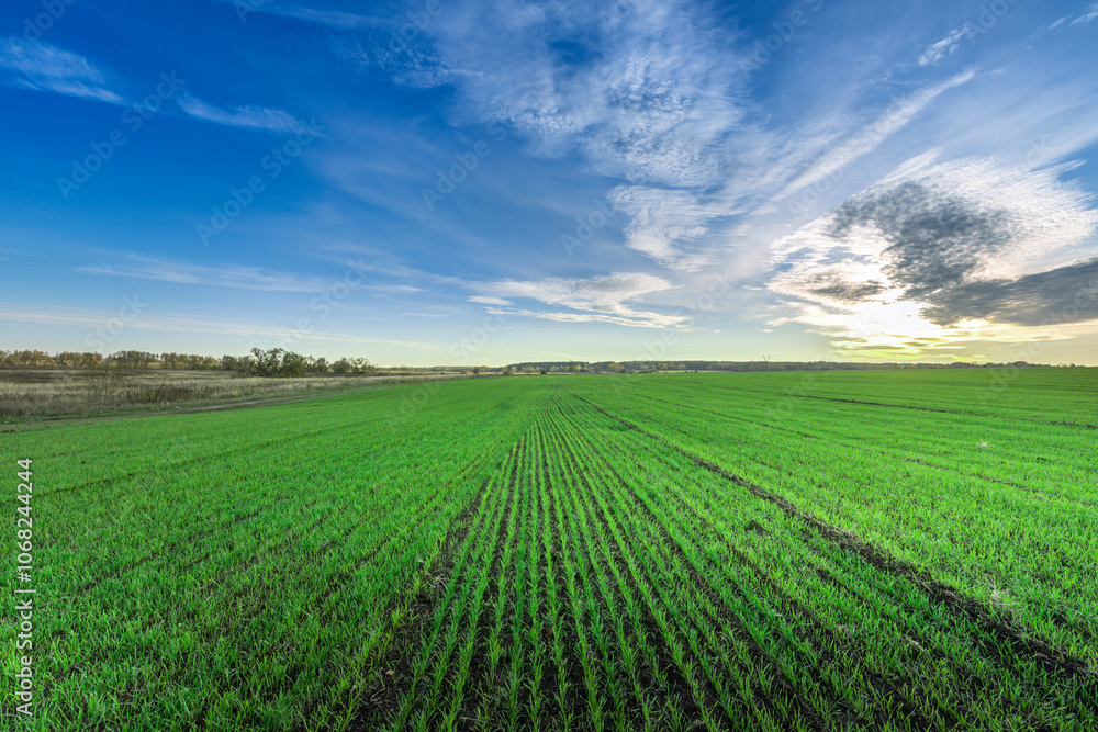 A field of green grass with a blue sky in the background A field of green grass with a blue sky in the background