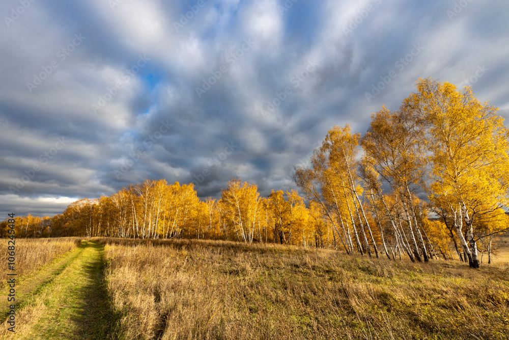 A field of trees with a cloudy sky in the background A field of trees with a cloudy sky in the background