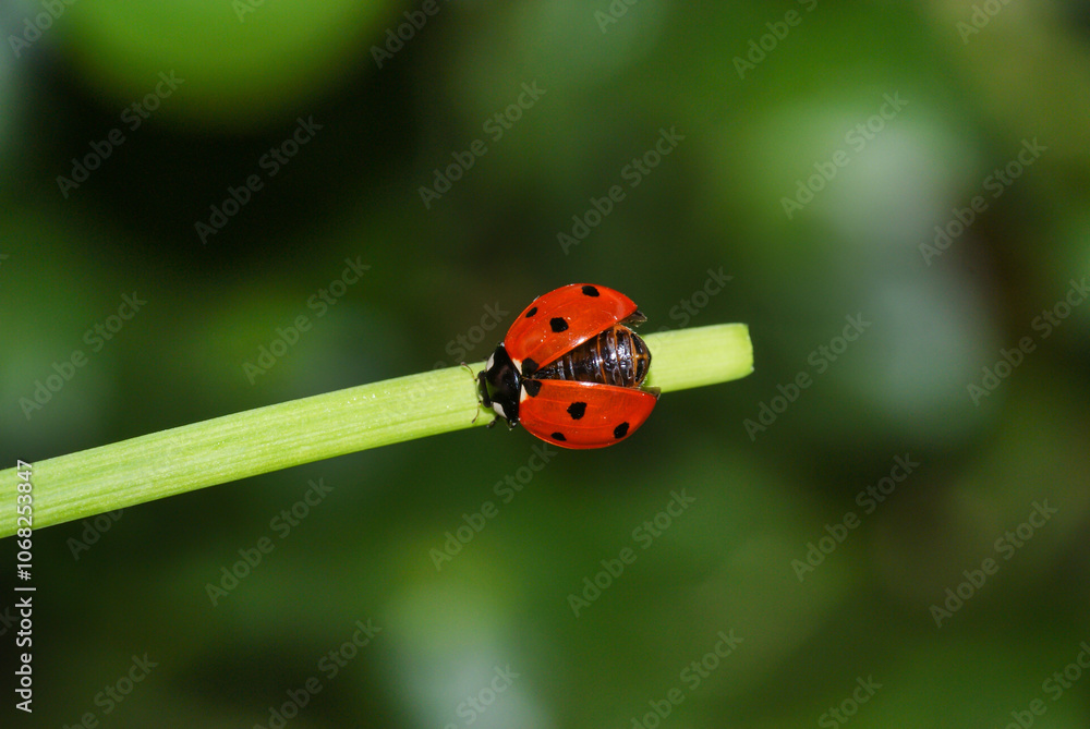 Obraz premium Detail macro shot of ladybug on a branch