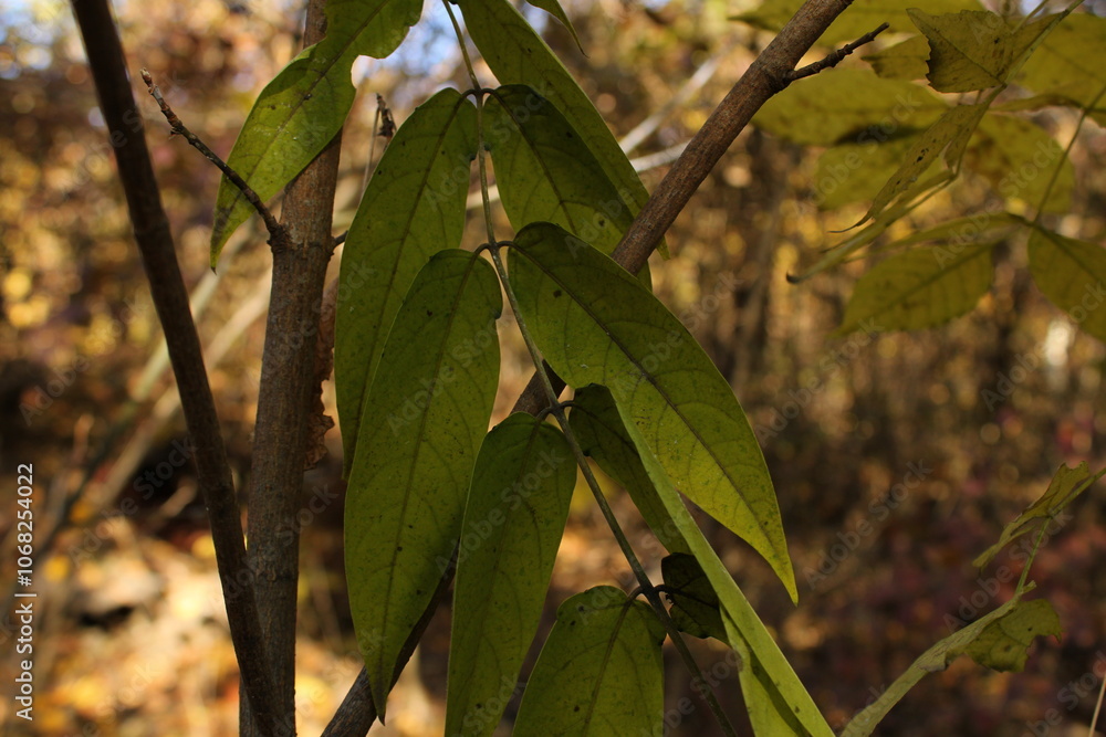 Long leaves on a branch, stretching down with thin edges and distinct texture.
Long leaves on a branch, stretching down with thin edges and distinct texture.
