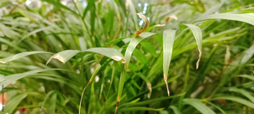 Obraz premium green grass in the wind