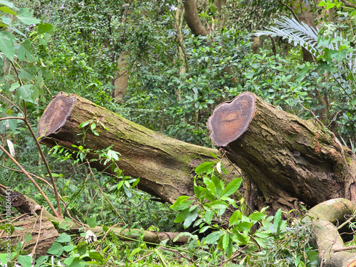 Close-Up of Sawed-Off Trees in the Mountains Showing Annual Rings photo