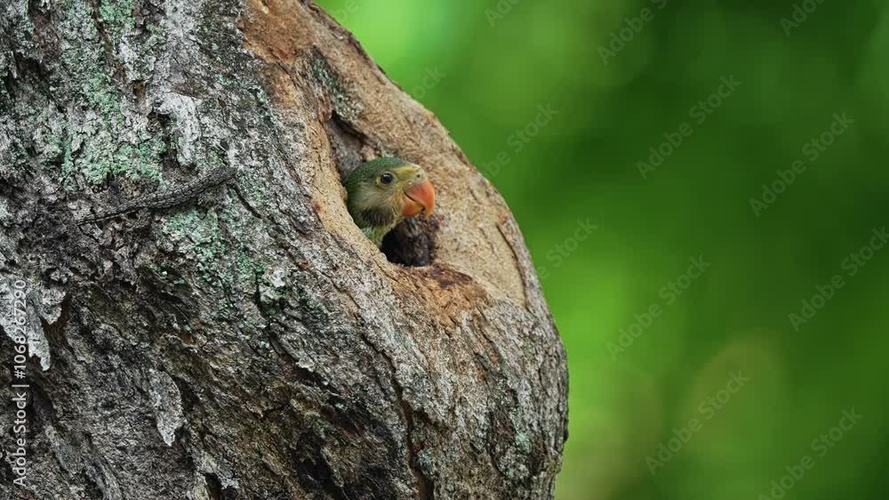 Heads Of Red-breasted Parakeets Peeking Out Of Tree Hole. wide shot Heads Of Red-breasted Parakeets Peeking Out Of Tree Hole. wide shot