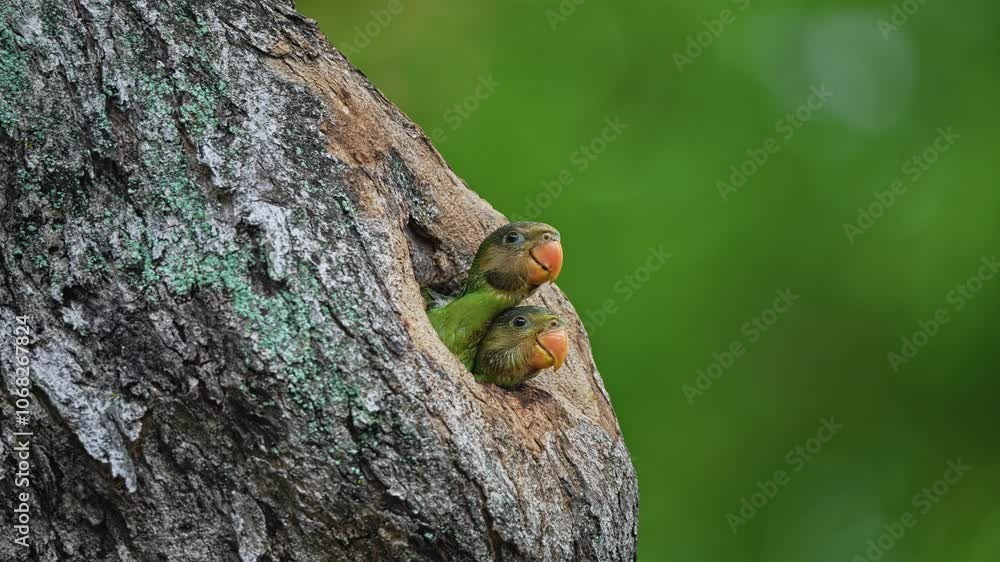 Red-breasted Parakeets At Its Nest Hole In A Tree - Close Up Red-breasted Parakeets At Its Nest Hole In A Tree - Close Up