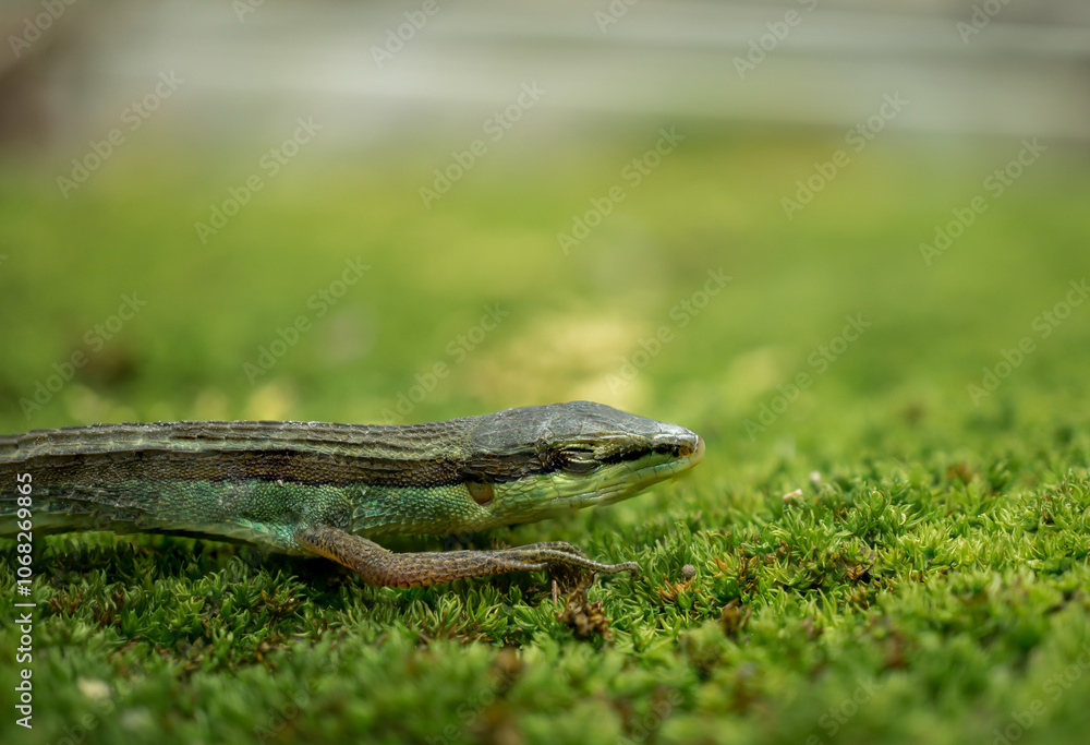 Naklejka premium lizard on the grass